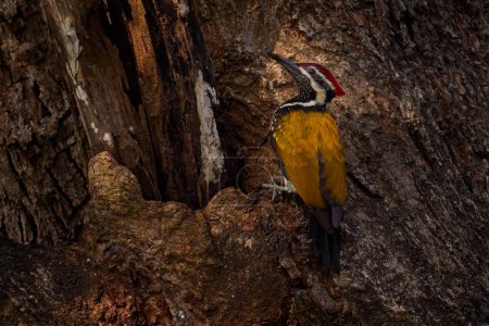 Woodpecker - birdwatching in India. Black-rumped Flameback, Dinopium benghalense, bird endemic Endemic to the Indian subcontinent and Sri Lanka. Woodpecker neer the nest tree hole, Nagarhole NP, India
