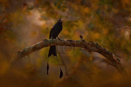 Großer Schlägerschwanz-Drongo, Dicrurus paradiseus, Nagarhole National Park, Karnataka, Indien. Schwarzer Vogel mit langem Schwanz fängt Insekt im Schnabel, tierisches Verhalten in der Natur. Wildtiere Indien.