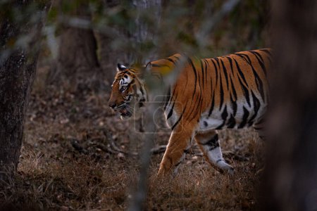 Photo for Indian tiger walk between the tree, hidden in the forest. Big orange striped cat in the nature habitat, Kabini Hagarhole National Park in India. Tiger from Asia, forest animal in the grass. - Royalty Free Image
