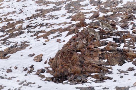 Encuentra dos leoprados de nieve en la roca. Leopardo de las nieves Panthera uncia en el hábitat rocoso, naturaleza silvestre. Dos leopardo de la nieve en la roca en invierno, sentado en la piedra de la naturaleza hábitat de montaña de nieve rocosa.