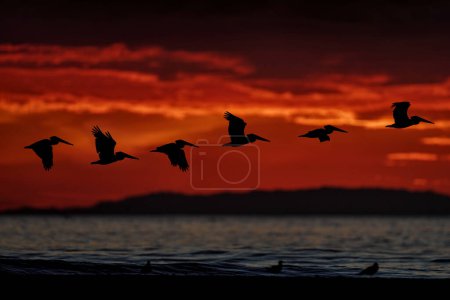 Photo for Birds ocean sea sunset. Pelicans splashing the water in nature habitat, Costa Rica. Wildlife scene from ocean. Brown bird in the nature, rock coast with island. Sunrise in tropic nature. Sunset bird. - Royalty Free Image
