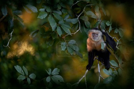 Téléchargez les photos : Capucin à face blanche, imitateur de Cebus, singe dans la forêt du coucher du soleil du soir, Ro Tarcoles au Costa Rica. Capucin l'arbre forestier habitat naturel. Faune tropicale de mammifères. Voyager en Amérique centrale - en image libre de droit