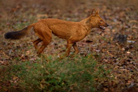 Photo for Dhole running in the forest. Dhole, Cuon alpinus, in the nature habitat, wild dogs from Kabini Nagarhole NP in India, Asia. Dhole, wildlife nature. Animals in the wood, dark dry day. - Royalty Free Image