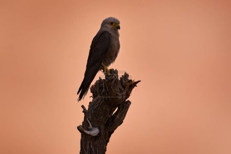 Dickinsons Turmfalke, Falco dickinsoni, Okavango-Delta in Botswana. Kleiner Falke im Barsch bei Sonnenuntergang, pik orange Himmel, Wildtiere Natur in Afrika. 