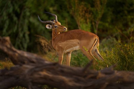 Foto de Puesta de sol en África. Antílope en la sabana del pasto, Okavango Sudáfrica. Impala en hierba dorada. Hermoso impala en la hierba con sol de noche. Animales en el hábitat natural. - Imagen libre de derechos