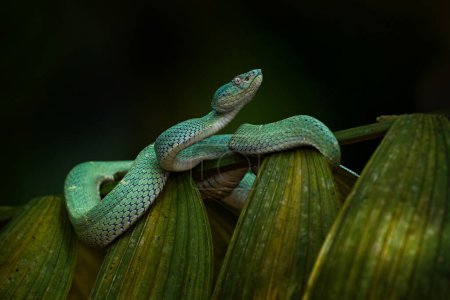 Natur in Costa Rica. Schlange Bothriechis lateralis, Grüner Seitenstreifen-Berg Palm-Pitviper auf der grünen Palme. Viper im dunklen Tropenwald des Dschungels, Monteverde Reserve in Costa Rica.