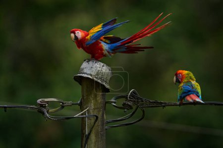 Großer rot-gelb-blauer Papagei auf der Stromleitung in tropischer Natur. Tierwelt Costa Rica, roter Ara Papagei. Ara Macao im natürlichen Lebensraum. Urbane tropische Tierwelt, Hybridvogel.                   