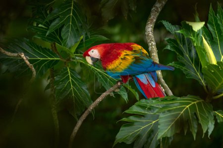 Naturaleza en Costa Rica. Loro mascaw rojo en el árbol con hojas grandes. Guacamayo escarlata, Ara macao, pájaro sentado en la rama, río Tarcoles, Costa Rica. Escena de vida silvestre del bosque tropical. 