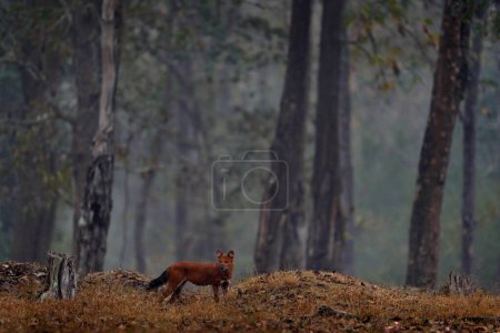 Dhole in the dark big tree forest. Dhole, Cuon alpinus, in the nature habitat, wild dogs from Kabini Nagarhole NP in India, Asia. Dhole, wildlife nature. Animals in the wood, dark dry day.