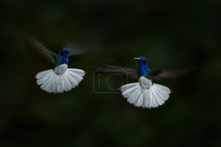 Scène animalière nature. Colibri bleu et blanc volant Jacobin à cou blanc, Florisuga mellivora, du Costa Rica, fond vert clair. Bats-toi, colibri. Oiseau à aile ouverte. 