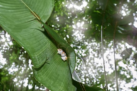 Costa Rica nature. Honduran white bat, Ectophylla alba, cute white fur coat bats hidden in the green leaves, Braulio Carrillo NP in Costa Rica. Mammals in forest, tropic junge.                     
