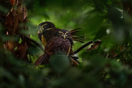 Paire de chouettes dans la forêt tropicale sombre. Chouette à lunettes, Pulsatrix perspicillata, grande chouette dans l'habitat naturel, assise sur la branche d'arbre vert, forêt en arrière-plan, Braulio Carrillo, Costa Rica. 