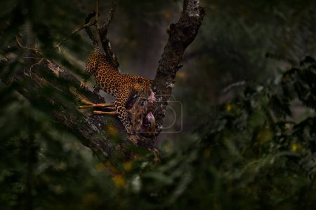 Foto de India fauna, leopardo en el árbol con la captura de ciervos chital manchado en el bosque forestal. Leopardo indio, Panthera pardus fusca, en hábitat natural, Kabini Nagarhole NP en India. Gran comportamiento de gato en Asia. - Imagen libre de derechos