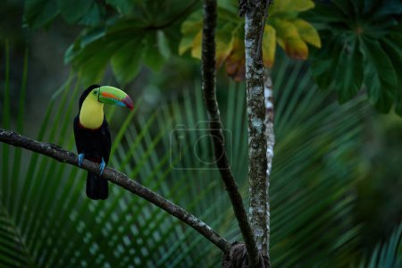 Foto de Costa Rica naturaleza, tucán en rama de árbol. Tucán de quilla, Ramphastos sulfuratus, pájaro con pico grande, sentado en la rama en el bosque, Boca Tapada, vegetación verde, Costa Rica. - Imagen libre de derechos
