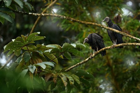 Costa Rica Vida silvestre tropical. Buitre sentado en el árbol en el bosque tropical de Costa Rica. Pájaro negro feo Buitre negro, Coragyps atratus, ave en el hábitat. Escena de vida salvaje de la naturaleza. Aves del bosque.