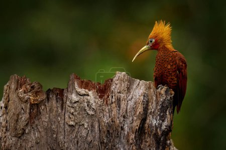 Costa Rica Natur. Kastanienfarbener Specht, Celeus castaneus, Zottelvogel mit rotem Gesicht aus Costa Rica. Specht mit gelbem Kamm und rotem Gesicht sitzt auf dem Baum. Tierwelt aus dem tropischen Raum 