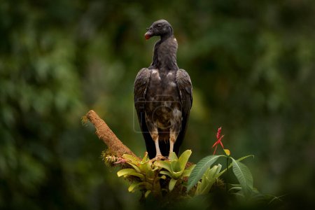 Costa Rica nature. Young of king vulture, Costa Rica, large bird found in South America. Wildlife scene from tropic nature. Condor with open wings, sitting on the tree branch with wlowers.