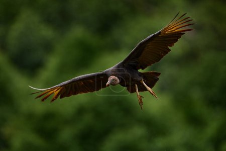 Wildtiere aus Costa Rica. Der hässliche schwarze Vogel Schwarzgeier, Coragyps atratus, fliegt durch die grüne Vegetation. Geier im Lebensraum Wald. Grünes Gras Wald Lebensraum, Gebotsflug.