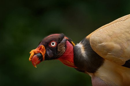 Costa Rica Natur. Klappporträt des Geiers Sarcoramphus papa, eines großen Vogels, der in Mittel- und Südamerika gefunden wurde. Tierwelt aus tropischer Natur. Kondor mit rotem und orangefarbenem Kopf. 
