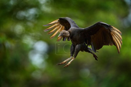 Vida silvestre de Costa Rica. Pájaro negro feo Buitre negro, Coragyps atratus, vuela en la vegetación verde. Buitre en hábitat forestal. Hábitat verde del bosque de hierba, vuelo oferta.