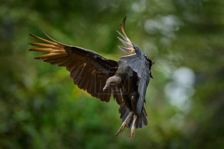 Wildtiere aus Costa Rica. Der hässliche schwarze Vogel Schwarzgeier, Coragyps atratus, fliegt durch die grüne Vegetation. Geier im Lebensraum Wald. Grünes Gras Wald Lebensraum, Gebotsflug.