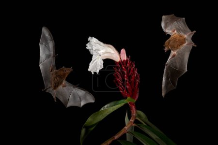 Photo for Costa Rica night nature. Orange nectar bat, Lonchophylla robusta, flying bat in dark night. Nocturnal animal in flight with white feed flower. Wildlife action scene from tropic nature, Costa Rica. - Royalty Free Image