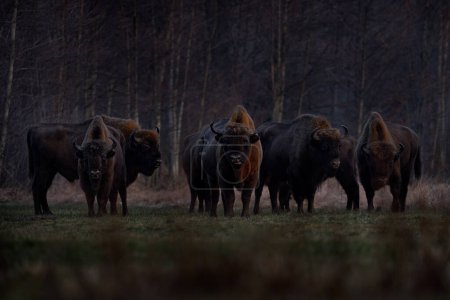 Polonia nieve invierno fauna. Europhean Bison, Bison bonasus, gran animal marrón en el hábitat natural, s, Bialowieza NP, Polonia. Escena de vida salvaje de la naturaleza. Bisonte europeo marrón grande.