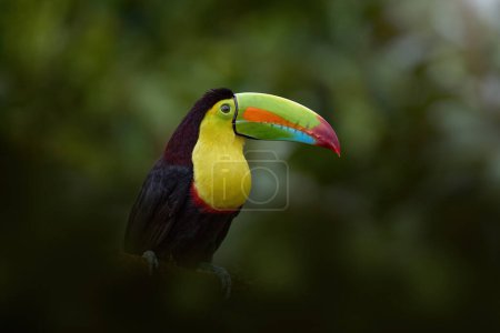 Téléchargez les photos : Costa Rica nature, tucan sur branche d'arbre. Toucan à bec de quille, Ramphastos sulfuratus, oiseau à gros bec, assis sur la branche dans la forêt, Boca Tapada, végétation verte, Costa Rica. - en image libre de droit