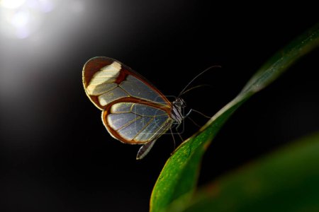 Nachttiere. Nero Glasswing, Greta nero, Nahaufnahme Porträt eines transparenten Glasflügelfalters auf grünen Blättern. Insekt in der Nacht. Szene aus dem Tropenwald, Costa Rica.