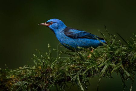 Blauer Dacnis oder türkisfarbener Honigschleicher, Dacnis cayana, kleiner Passantenvogel aus Costa Rica. Blauer Vogel im natürlichen Lebensraum, sitzend auf dem grünen Ast im Wald, Boca Tapada, Wildtiere Natur. 
