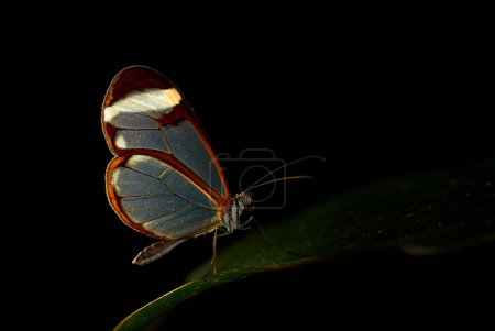 Nero Glasswing, Greta nero, Nahaufnahme Porträt eines transparenten Glasflügelfalters auf grünen Blättern. Insekt in der Nacht. Szene aus dem Tropenwald, Costa Rica.