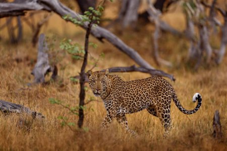 Foto de Africa wildlife. Puesta de sol de leopardo, Panthera pardus shortidgei, hábitat natural, gran gato salvaje en hábitat natural, día soleado en la sabana, Zimbabue. Naturaleza de la fauna. - Imagen libre de derechos
