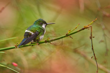 Foto de Observación de aves en Costa Rica. Pájaro verde azucarado. Bonito colibrí verde Thorntail, Discosura conversii con vegetación verde, La Paz, Costa Rica. Avistamiento de aves en Centroamérica, vida silvestre. - Imagen libre de derechos