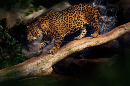 Téléchargez les photos : Jaguar dans la nature, chat sauvage dans l'habitat, Costa Rica. Jaguar dans la végétation verte, rive de la rivière avec roche, caché dans l'arbre. Chasseur dans l'habitat, Amérique du Sud. Chat sauvage repéré, faune sauvage. - en image libre de droit