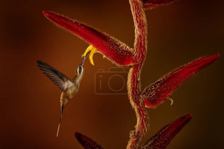 Foto de Ermitaño de pico largo, Phaethornis longirostris, volando junto a una hermosa flor roja con bosque verde en el fondo en Boca Tapada, Costa Rica. Néctar chupador de aves en la naturaleza. - Imagen libre de derechos