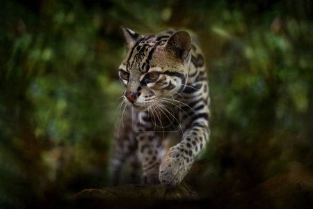 Margay, nette Katze, sitzt auf dem Ast im grünen Tropenwald. Detailporträt Katze Ozelot, Leopardus wiedii, im tropischen Wald. Tiere im natürlichen Lebensraum. Tierwelt in Costa Rica. 