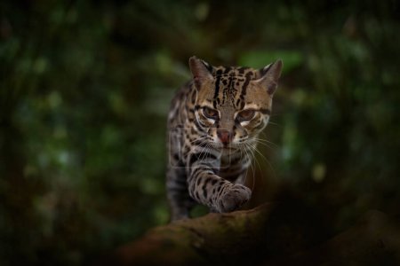 Vida silvestre de Costarica, ocelote. Margay, lindo gato, sentado en la rama en el verde bosque tropical. Detalle retrato gato ocelote, Leopardus wiedii, en bosque tropical. Animales en el hábitat natural. 