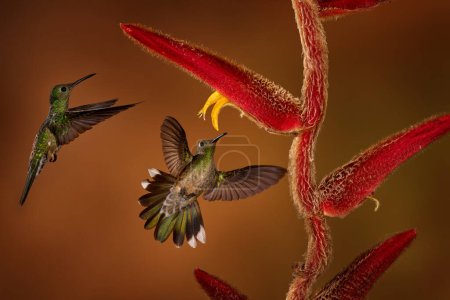 Photo for Tropic wildlife. Scaly-breasted Hummingbird, Phaeochroa cuvierii, sucking nectar from red heliconia tree. Bird fly photography in the dark forest. Hummingbird flight, nature wildlife. - Royalty Free Image