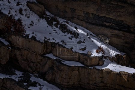 Foto de Leopardo de las nieves Panthera uncia en el hábitat rocoso, naturaleza silvestre. Leopardo de la nieve en la roca en invierno, sentado en el hábitat rocoso de la montaña de la piedra de la naturaleza, valle de Spiti, Himalaya en la India. - Imagen libre de derechos