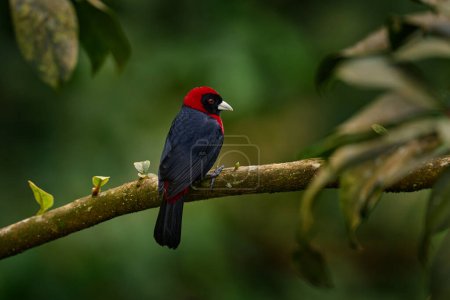Birdwatching in Costa Rica. Crimson-collared Tanager, Ramphocelus sanguinolentus, exotic tropical red and black songbird from Costa Rica, in the green forest nature habitat. Beautiful tropical bird.