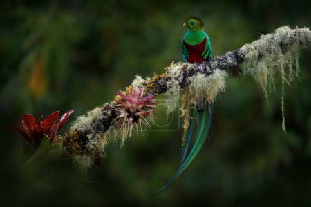 Naturaleza de Costa Rica. espléndido Quetzal, Pharomachrus mocinno, de Talamanca NP en Costa Rica con bosque verde borroso en el fondo. Magnífico pájaro verde y rojo sagrado, rama de árbol musgoso bromelia.