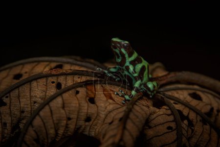 Foto de Naturaleza de Costa Rica. Rana venenosa del bosque tropical. Green Black Poison Dart Frog, Dendrobates auratus, en hábitat natural. Hermosa rana variopinta del bosque tropical en América del Sur - Imagen libre de derechos