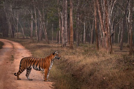 Photo for Indian tiger on the road, hunting in the forest. Big orange striped cat in the nature habitat, Kabini Hagarhole National Park in India. Tiger from Asia, forest animal in the grass. - Royalty Free Image