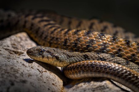 Téléchargez les photos : Puffing Snake, Pseustes poecilonotus, in dark habitat. Serpent non venimeux dans l'habitat naturel. Animal empoisonné d'Amérique du Sud. Serpent oiseau du Nord dans la forêt
. - en image libre de droit