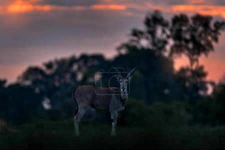 Vor Sonnenuntergang in Afrika. Eland-Anthelope, Taurotragus oryx, großes braunes afrikanisches Säugetier im natürlichen Lebensraum. Ödland in grüner Vegetation, Fluss Khwai, Okavango Botswana. Ochsenvogel am Hals. 