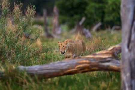 Foto de León africano, macho joven. Vida silvestre de Botswana. León, retrato de detalle de escisión en hierba dorada. Animales en buen lugar, la hierba del león que yace en el viento, Savuti, Chobe NP en Botswana. - Imagen libre de derechos