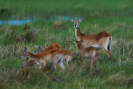 Photo for Lechwe in the grass, Okavango delta in Botswana, Africa. Wildlife nature. Red lechwe, Kobus leche, big antelope found in wetlands of south-central Africa. Animals in the nature habitat. - Royalty Free Image