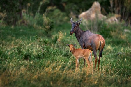 Antilope mit Jungtier. Sassaby, in grüner Vegetation, Okavango-Delta, Botsuana. Widlife-Szene aus der Natur. Gemeiner Sesam, Damaliscus lunatus, Detailporträt eines großen braunen afrikanischen Säugetiers in der Natur.