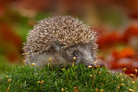 Photo for Autumn wildlfie. Autumn orange leaves with hedgehog. European Hedgehog, Erinaceus europaeus,  photo with wide angle. Cute funny animal with snipes. - Royalty Free Image