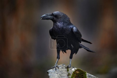 Photo for Raven with dead European hare, carcass in the rock stone forest. Black bird with head on the the forest road. Animal behaviour, feeding scene in Germany, Europe. Bird with kill. - Royalty Free Image